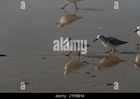 Sanderling rennt mit einem frisch gefangenen Wurm aus dem Rest seiner Herde weg, der ihn verfolgt, um den Wurm zu stehlen. Küste im Norden portugals. Stockfoto