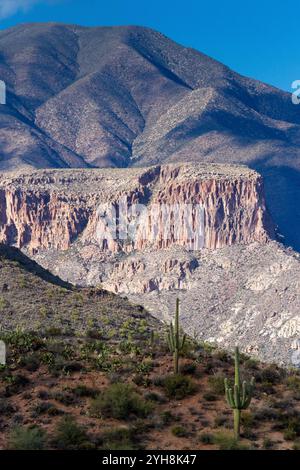 Saguaro-Kaktus wachsen unter einem großen Felsvorsprung entlang des Apache Trail in den Superstition Mountains. Tonto National Forest, Arizona Stockfoto