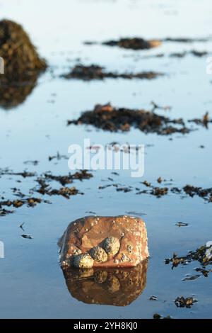 Gewöhnliche Limpets und Acorn Barnacles auf einem Felsen, wenn die Flut in Garlieston, Schottland, kommt - Foto November 2024 Stockfoto