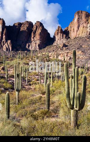 Ein Wald mit Saguaro-Kakteen unter großen felsigen Klippen und Gipfeln entlang des Apache Trail in den Superstition Mountains. Tonto National Forest, Arizona Stockfoto