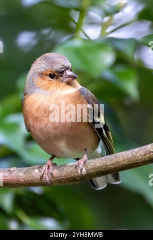 Männlicher Chaffinch mit leuchtendem orange-blauem Gefieder. Ernährt sich von Samen und Insekten. Fotografiert im Father Collins Park, Dublin. Stockfoto