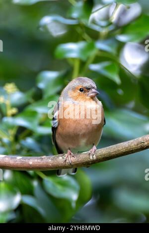 Männlicher Chaffinch mit leuchtendem orange-blauem Gefieder. Ernährt sich von Samen und Insekten. Fotografiert im Father Collins Park, Dublin. Stockfoto