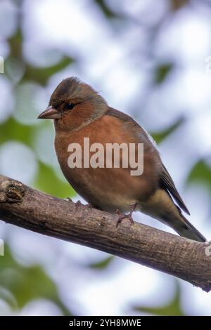 Männlicher Chaffinch mit leuchtendem orange-blauem Gefieder. Ernährt sich von Samen und Insekten. Fotografiert im Father Collins Park, Dublin. Stockfoto