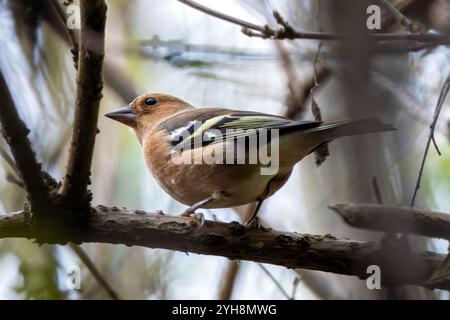 Männlicher Chaffinch mit leuchtendem orange-blauem Gefieder. Ernährt sich von Samen und Insekten. Fotografiert im Father Collins Park, Dublin. Stockfoto