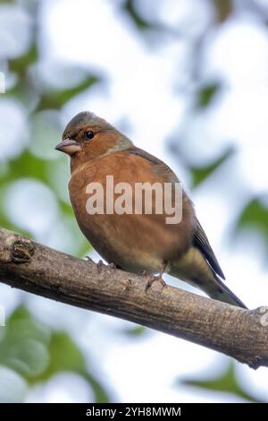 Männlicher Chaffinch mit leuchtendem orange-blauem Gefieder. Ernährt sich von Samen und Insekten. Fotografiert im Father Collins Park, Dublin. Stockfoto