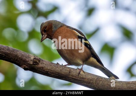 Männlicher Chaffinch mit leuchtendem orange-blauem Gefieder. Ernährt sich von Samen und Insekten. Fotografiert im Father Collins Park, Dublin. Stockfoto