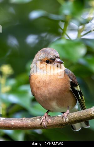 Männlicher Chaffinch mit leuchtendem orange-blauem Gefieder. Ernährt sich von Samen und Insekten. Fotografiert im Father Collins Park, Dublin. Stockfoto