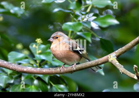 Männlicher Chaffinch mit leuchtendem orange-blauem Gefieder. Ernährt sich von Samen und Insekten. Fotografiert im Father Collins Park, Dublin. Stockfoto