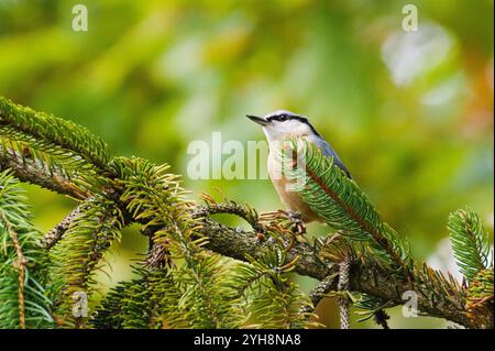 Gewöhnlicher Vogel Sitta europaea alias eurasischer Nackthaken, der auf dem Baumzweig thront. Stockfoto