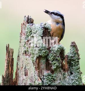 Gewöhnlicher Vogel Sitta europaea alias eurasischer Nackthaar mit dem Samen im Schnabel. Sehr Nahaufnahme des Porträts. Isoliert auf unscharfem Hintergrund. Stockfoto