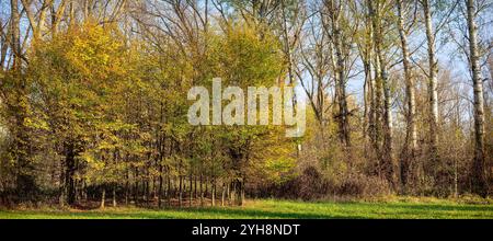 wald mit jungen Bäumen und großen Birkenbäumen in bunten Herbstfarben am Rande einer Lichtung im Donautal bei Tulln, Österreich Stockfoto