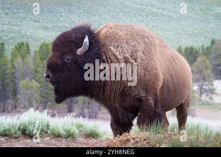 Eine große Bull Bison steht im Schmutz in den Hayden Valley von Yellowstone Nationalpark, Wyoming. Stockfoto