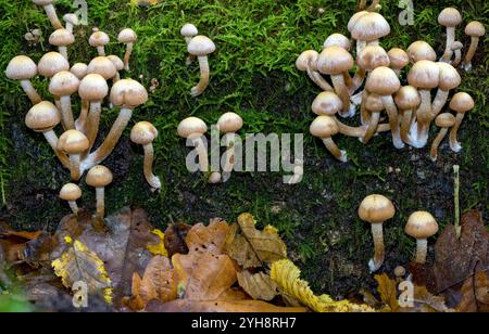 Junge Frittierkörper des Schwefelbüschels (Hypholoma fasciculare). Foto aus dem Pfälzerwald, Süddeutschland im Oktober. Stockfoto