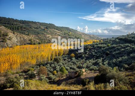 Pappel am Ufer eines Flusses mit im Herbst gelblichen Blättern in Pozo Alcon, Jaen, Andalusien, Spanien Stockfoto