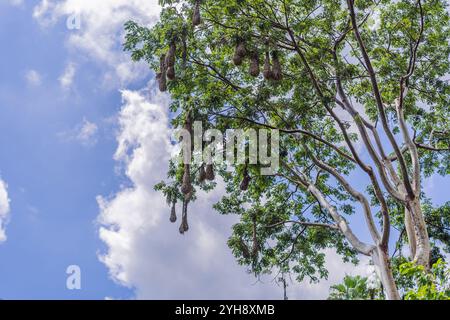 Vogelnester von Montezuma Oropendola hängen an Ästen vor einem bewölkten Himmel. Natur-, Tier- und Lebensraumkonzept Stockfoto