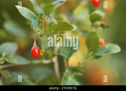 Rote Goji-Beeren auf einem Zweig Stockfoto