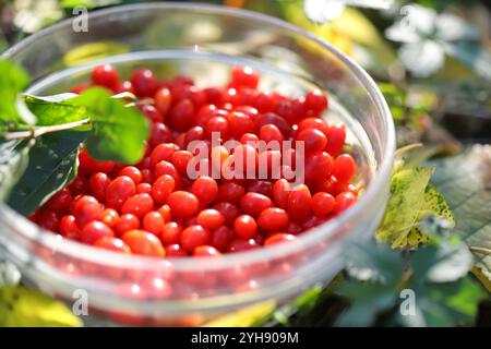 Rote Goji-Beeren in einer Glasschale Stockfoto