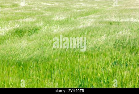 Ein üppiges Feld aus grünem Gras schwingt sanft in der Brise, beleuchtet von Sonnenlicht an einem klaren Tag, und zeigt die Schönheit der Natur. Stockfoto