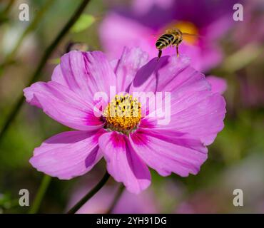 Honigbiene apis mellifera, die vor einer rosafarbenen Kosmosblüte mit verschwommenem Bokeh-Hintergrund flog Stockfoto