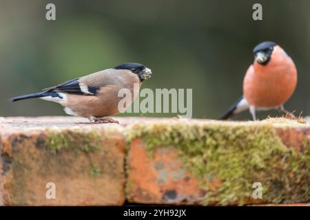 Bullfinch; Pyrrhula pyrrhula; männlich und weiblich; UK Stockfoto