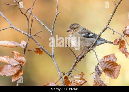 Kaffinch; Fringilla coelebs; weiblich; mit Tick am Kopf; UK Stockfoto