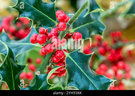 Holly; Ilex aquifolium; Blätter und Beeren; Großbritannien Stockfoto