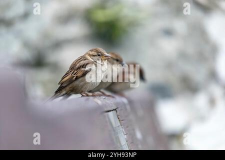House Sparrow; Passer domesticus; weiblich; UK Stockfoto
