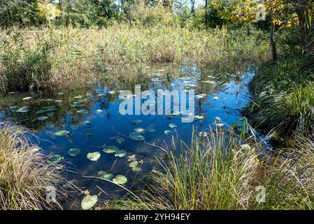 Ein ruhiger Sumpfpool mit Lilienpads, die den Himmel reflektieren, umgeben von hohen Gräsern, eine Ecke des Flusses Stella. Die heitere Schönheit der Natur in diesem Versteck Stockfoto