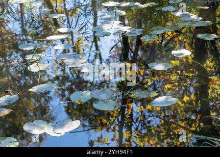 Lilien taucht in einem Wasserteich auf und reflektiert die umliegenden Bäume. Wir befinden uns im Fluss Stella in Friaul Julisch Venetien im Nordosten Italiens. Stockfoto