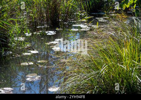 Ein ruhiger Sumpfpool mit Lilienpads, die den Himmel reflektieren, umgeben von hohen Gräsern, eine Ecke des Flusses Stella. Die heitere Schönheit der Natur in diesem Versteck Stockfoto