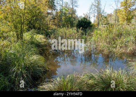 Ein ruhiger Sumpfpool mit Lilienpads, die den Himmel reflektieren, umgeben von hohen Gräsern, eine Ecke des Flusses Stella. Die heitere Schönheit der Natur in diesem versteckten Stockfoto