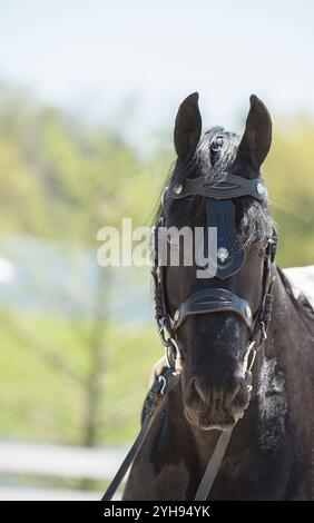 Kopfaufnahme oder Porträt eines friesischen Pferdes im Auffanggeschirr, das ein Pferdeohr nach vorne zieht Stockfoto