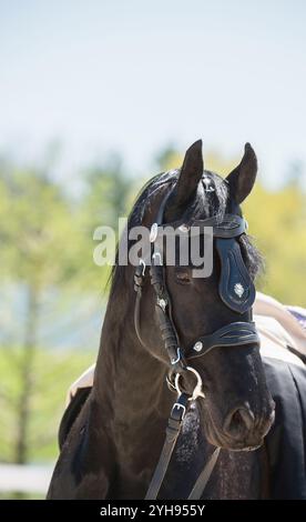 Kopfaufnahme oder Porträt eines friesischen Pferdes im Auffanggeschirr, das ein Pferdeohr nach vorne zieht Stockfoto