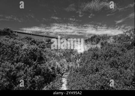 Monochrom von zwei Wanderern, die auf einer Holzbrücke inmitten üppiger Vegetation unter einem weitläufigen Himmel in Ponta da Piedade spazieren Stockfoto