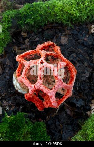 Red Cage Pilz; Clathrus ruber; UK Stockfoto