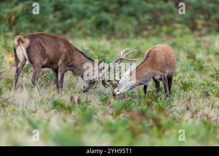 Rotwild Hirsch; Cervus elaphus; zwei Rutting; UK Stockfoto