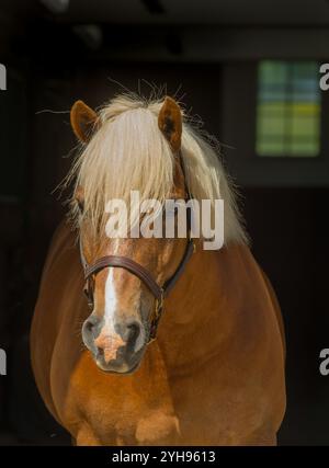 Vertikales Porträt des reinrassigen haflinger-Pferdes in Scheune oder Stall mit einer langen weißen Flamme als Gesichtsmarkierung und einer dicken Leinen-Vorderlocke und Mähne Stockfoto