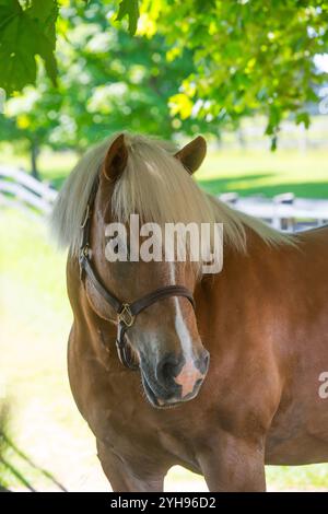 Vertikales Porträt oder Kopffoto eines reinrassigen haflinger-Pferdes mit einer langen dünnen weißen Flamme als Gesichtsmarkierung und einer dicken Leinen-Vorderlocke und Mähne rosa Stockfoto