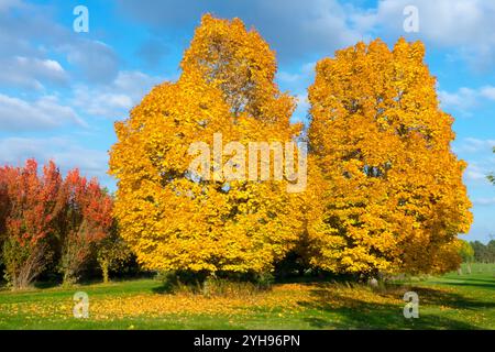 Zwei norwegische Maple Acer Platanoides Sonnentag Wetter Herbstsonne Stockfoto