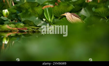 Weibliche kleine Bittern (Ixobrychus minutus), die in der Nähe des Wasserrandes stehen und sich auf der ruhigen Oberfläche spiegeln, umgeben von üppigem Laub. Fängt die Vögel ein Stockfoto