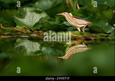 Weibliche kleine Bittern (Ixobrychus minutus), die in der Nähe des Wasserrandes stehen und sich auf der ruhigen Oberfläche spiegeln, umgeben von üppigem Laub. Fängt die Vögel ein Stockfoto