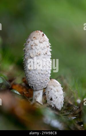 Shaggy Tinte Cap; Coprinus Comatus; UK Stockfoto