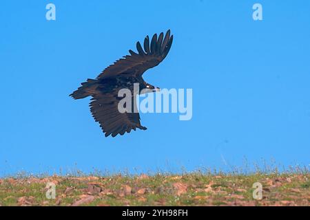 Zinnergeier (Aegypius monachus) aus Gobi, Mongolei Stockfoto