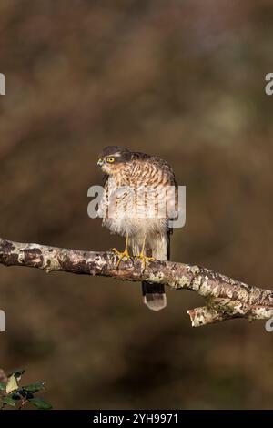 Sparrowhawk; Accipiter nisus; juvenile; männlich; UK Stockfoto