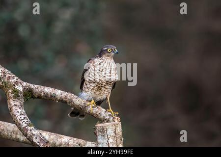 Sparrowhawk; Accipiter nisus; juvenile; männlich; UK Stockfoto