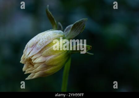 Erster Herbstfrost im Garten. Dahlienbeet wurde beschädigt, nachdem der erste Frost der Saison getötet wurde. Gefrorene Dahlienpflanzen, Ende der Wachstumsperiode. Stockfoto