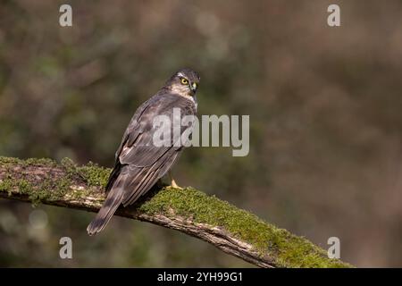 Sparrowhawk; Accipiter nisus; juvenile; männlich; UK Stockfoto