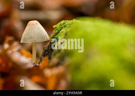 Gemeine Haube, die Zehenmyzena, die gemeine Myzena oder der rosige Kiemenfeenhelmpilz. Hintergrund wilder Pilze. Ungenießbare Pilze, die in Natu wachsen Stockfoto