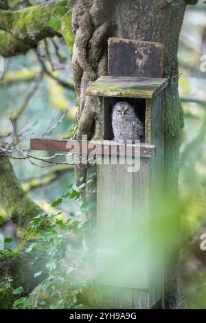 Tawny Owl; Strix aluco; Young in Nest Box; UK Stockfoto