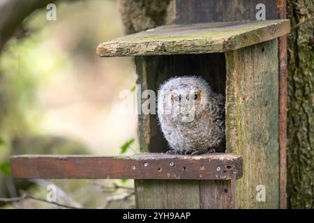 Tawny Owl; Strix aluco; Young in Nest Box; UK Stockfoto